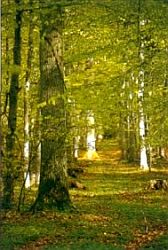Ekskogen på Visingsö